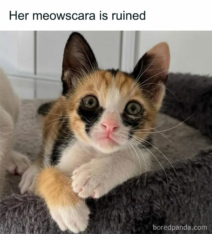 Close up picture of a kitten with a fur pattern under its eyes that looks like smeared mascara