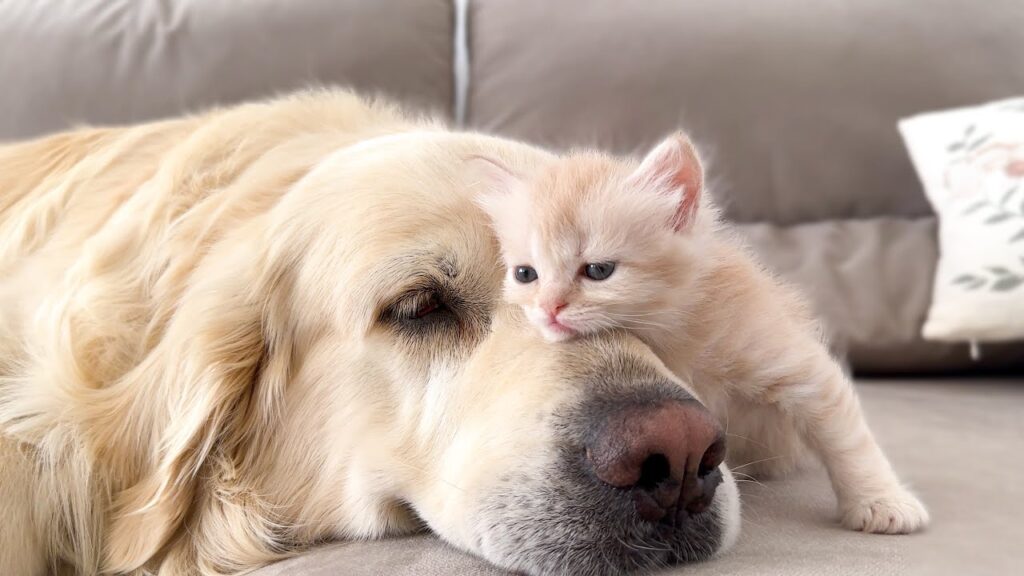 Small kitten rests its chin on the nose of a contented golden retriever dog