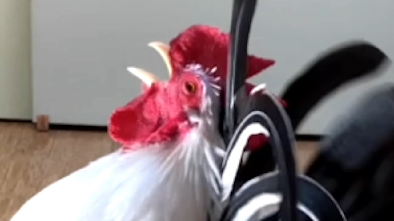 a crowing rooster
