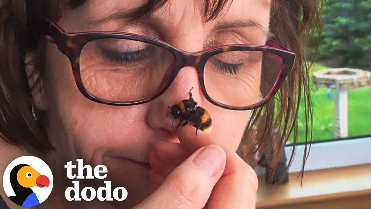 close up of a woman holding a bee on her nose