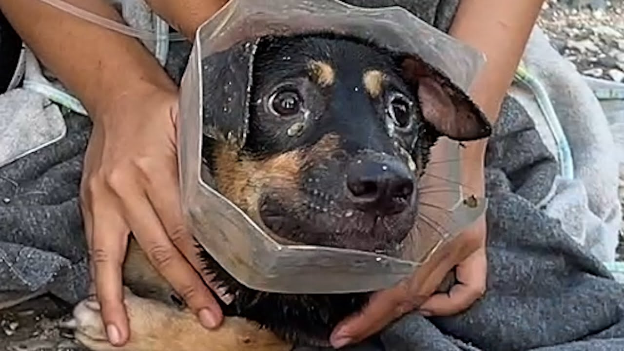 Dog peeks out from hole in plastic jar