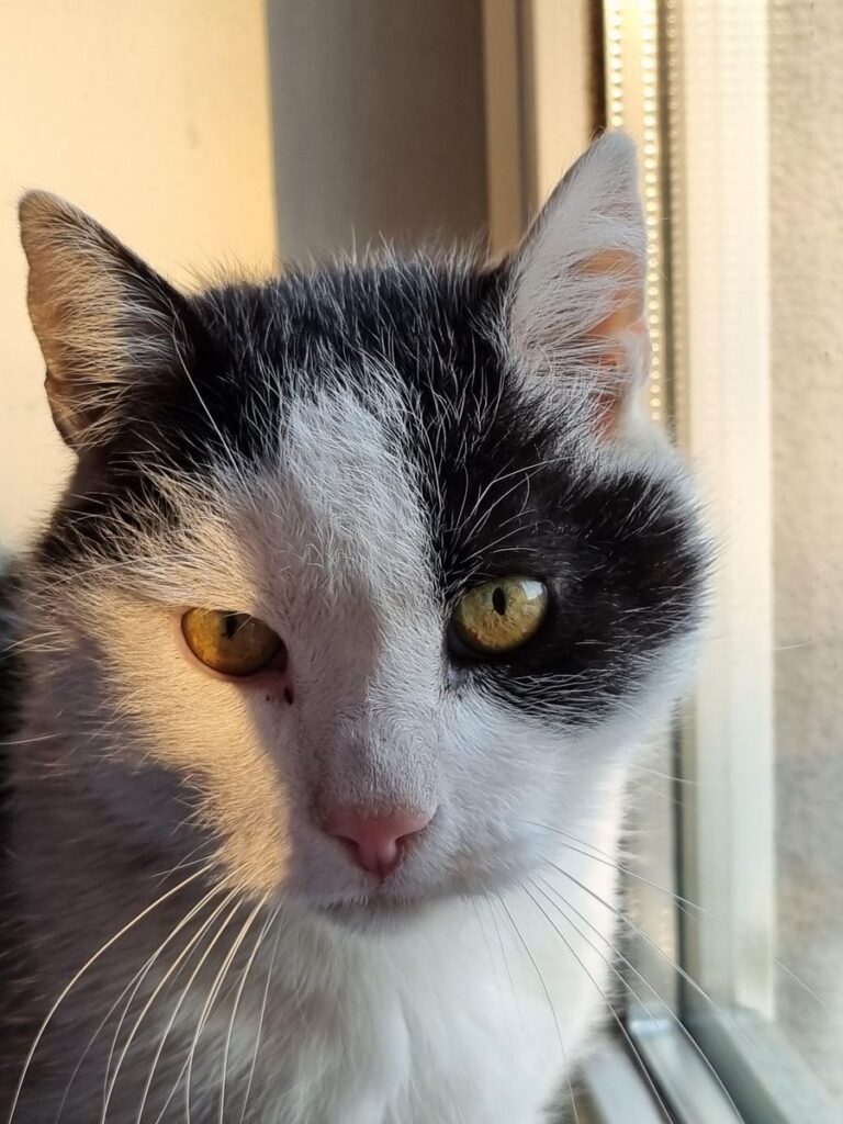 close up of the face of a black-and-white cat