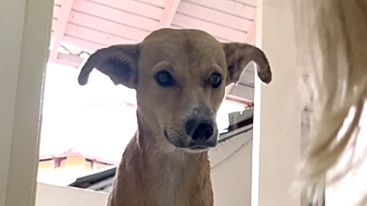 Photo of a dog with droopy ears