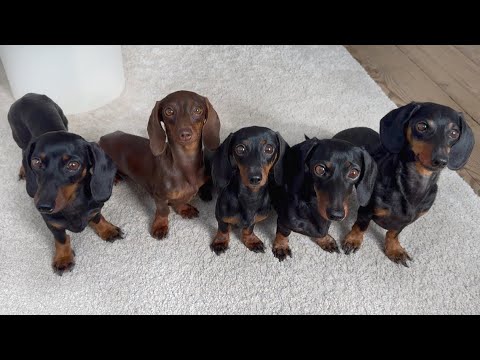 Five dachshunds stand in a row.