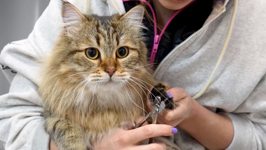 Beautiful cat sits in the arms of a groomer