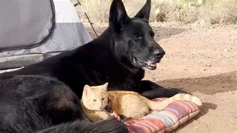 Small kitten lies down in front of a large black German Shepherd dog
