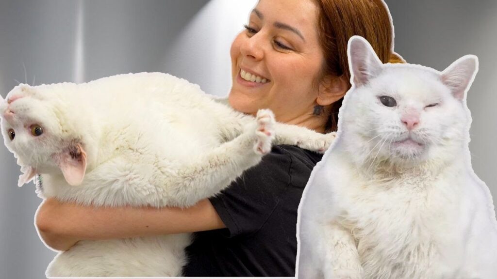 Scenes from a video of a woman grooming a large white cat