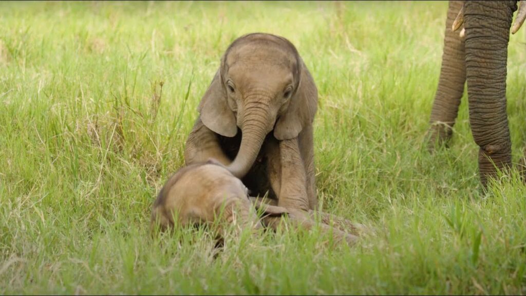 Two baby elephants playing in a field