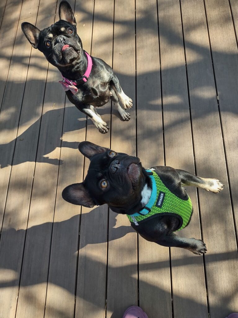 Two French bulldogs stand on their hind legs on a wooden deck