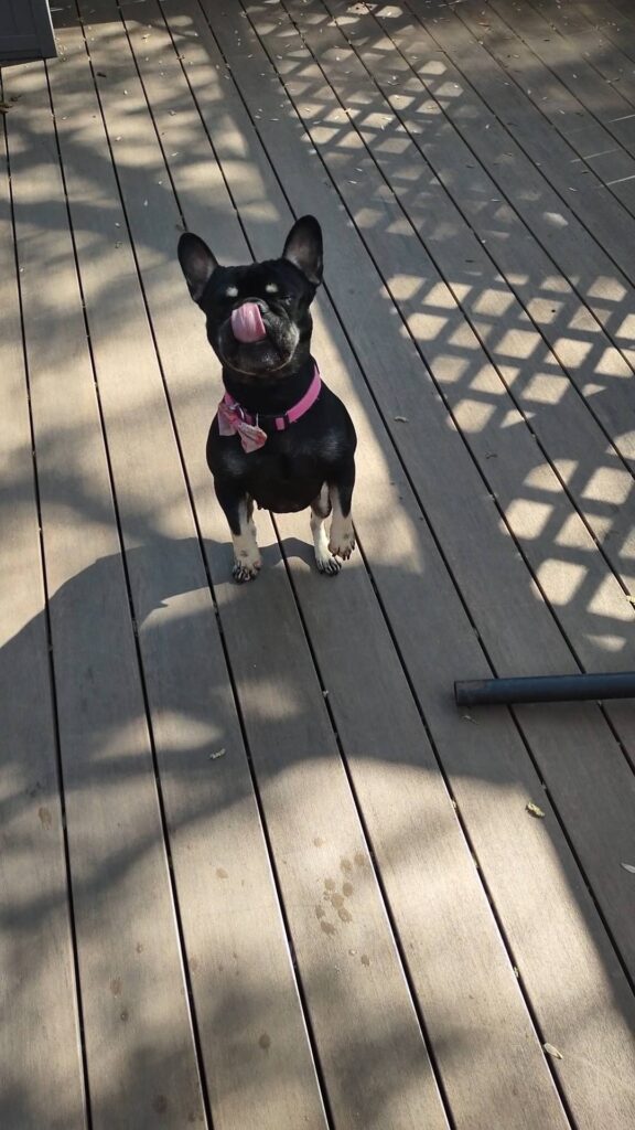 French bulldog stand on her hind legs on a wooden deck