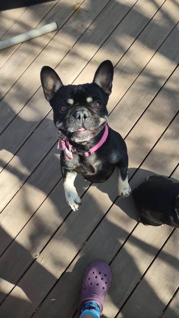 French bulldog in a pink collar, photographed from above. She is looking directly into the camera and seems to smile.