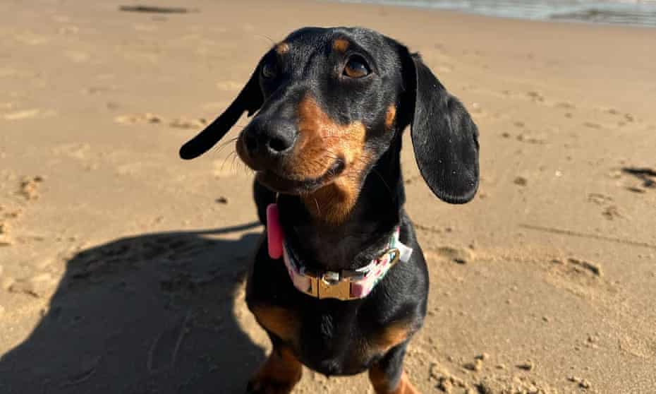 Photograph of Valerie the Dachshund