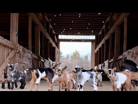 A group of baby goats gather in an open barn.