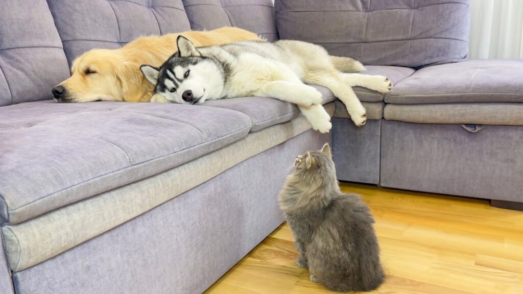 A cat sits on a floor, its back to us, looking up at a pair of dogs sleeping on a sofa.