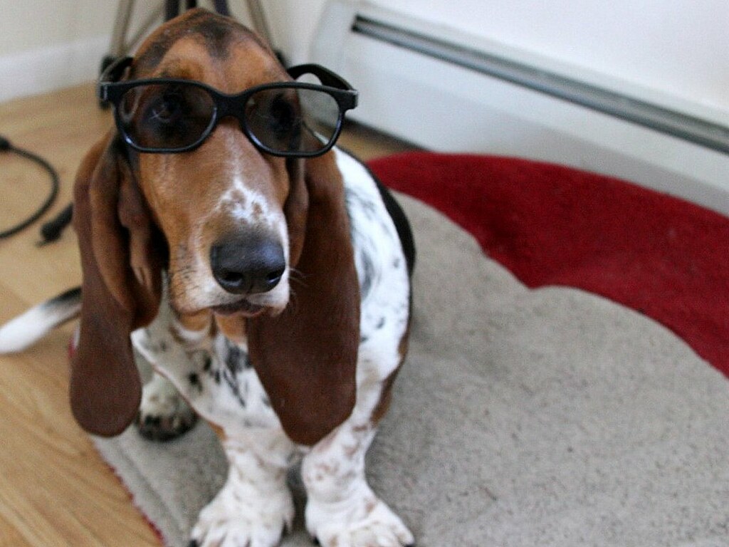 Basset hound wears dark sunglasses