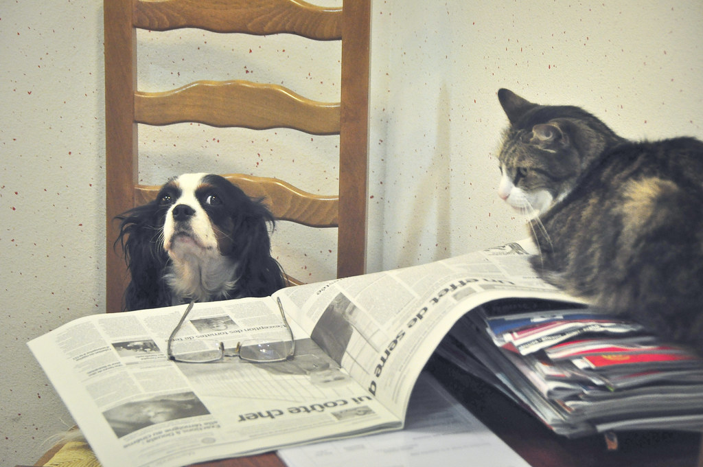 a dog and a cat contemplate an open newspaper sitting on a table between them. 