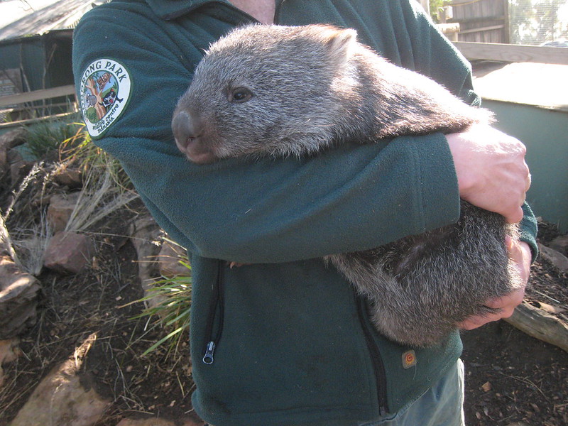 wombat cradled in the arms of a man wearing a green jacket with an insignia of Bonorong Park Wildlife Centre, Tasmania