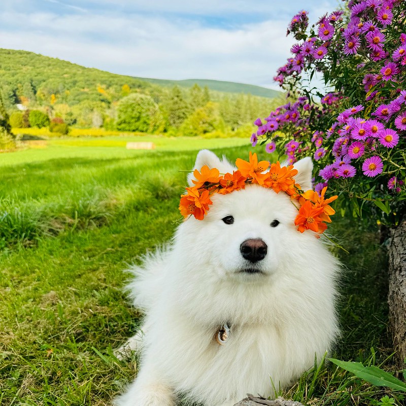 White dog wearing a crown of orange flowers sits in a beautiful field of green grass with blooming flowers