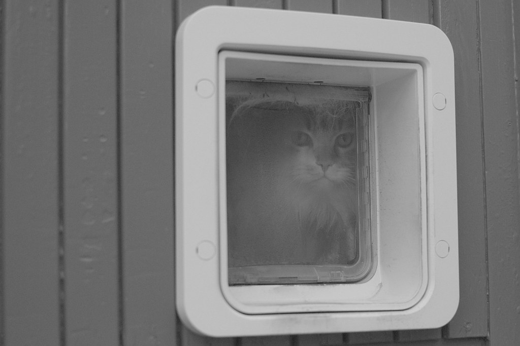 the face of a cat seen through a clear plastic cat door.