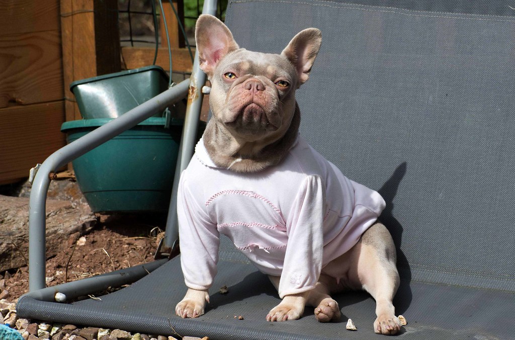 French bulldog sits on a bench, wearing a light pink shirt.