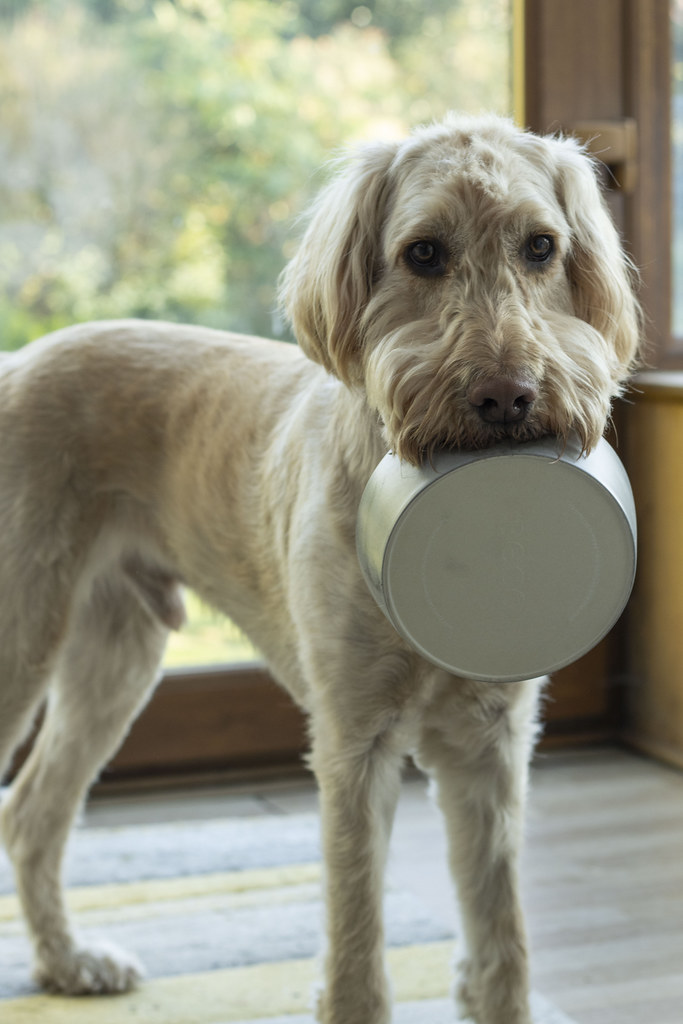 Dog with white fur holds a metal supper dish in its mouth