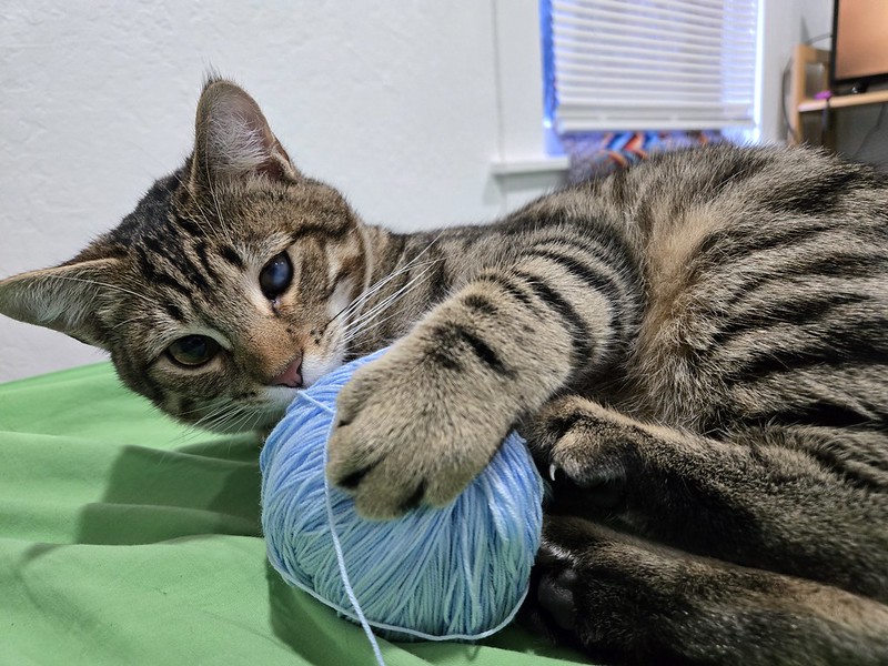 cat plays with a ball of blue yarn