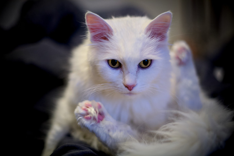 White cat sitting down. It's position makes it appear that its back legs are in front of its body.