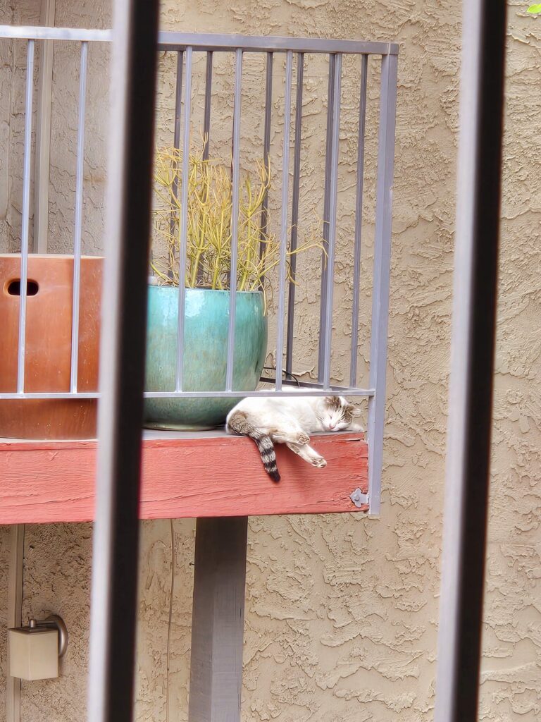 Cat sleeps on balcony with its legs dangling over the edge