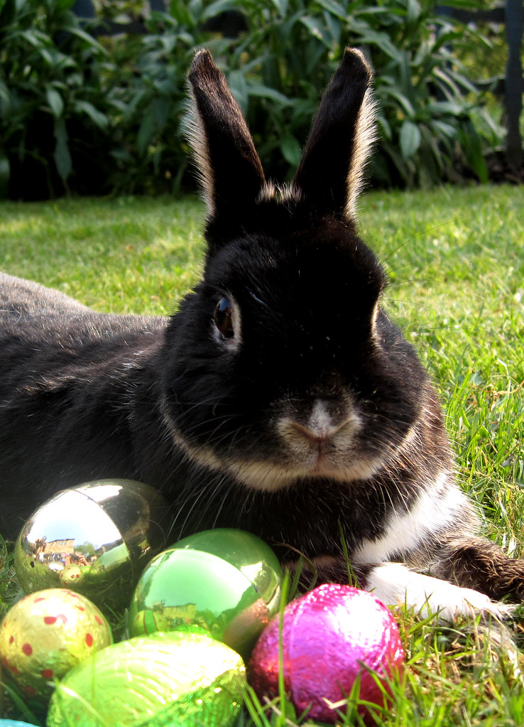 Rabbit with dark brown fur lies in a pasture of green grass next to shiny Easter eggs
