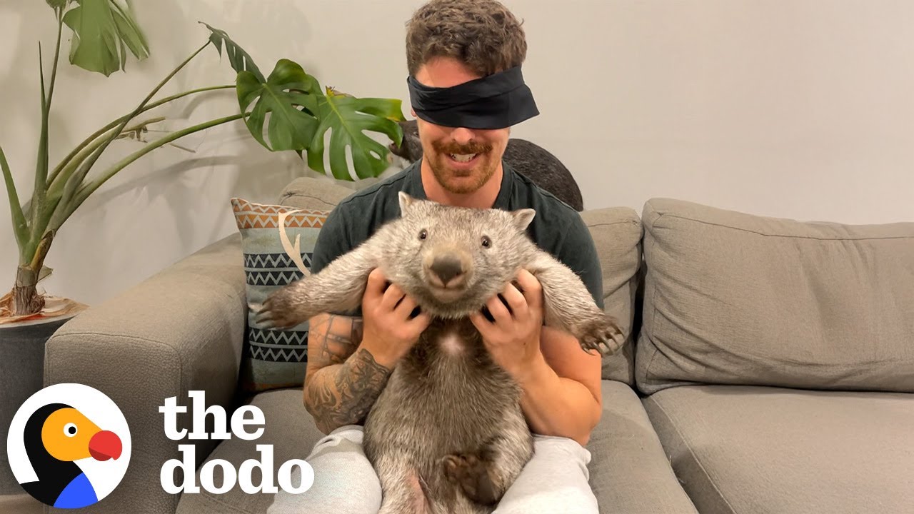Blindfolded man holds up a wombat