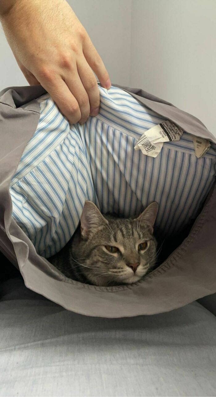 Hand pulls back a pillow case to reveal a kitten hiding under the pillow