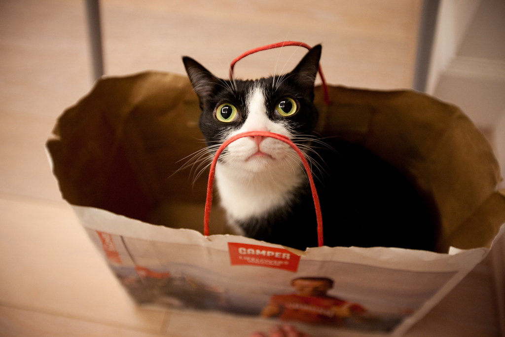 cat sits in shopping bag
