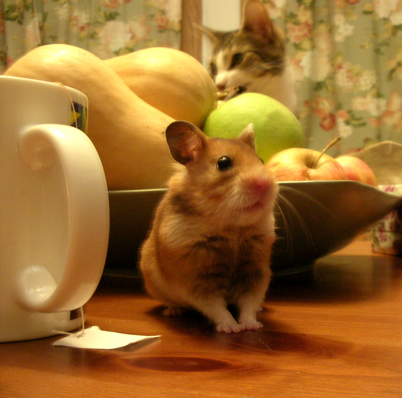 In the foreground a hamster stands on its back legs next to a white coffee mug and in front of a bowl of fruit and gourds. Behind the bowl the head of a cat can be seen looking around
