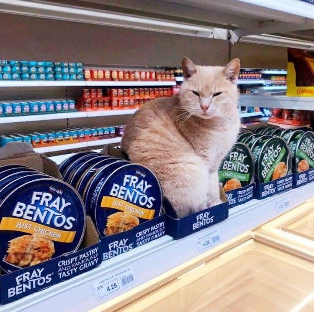 Cat sits on a shelf in a supermarket. On either side are packaged chicken dinners