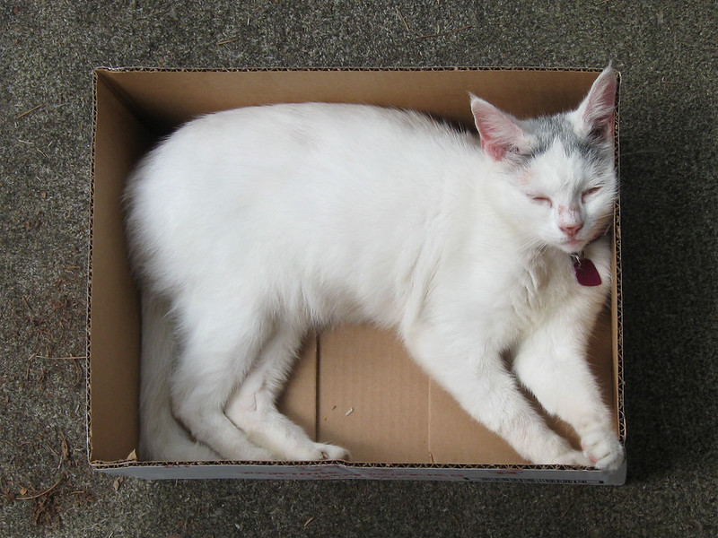 White cat lies in a box with tail positioned in such a way that it looks like a fifth leg.