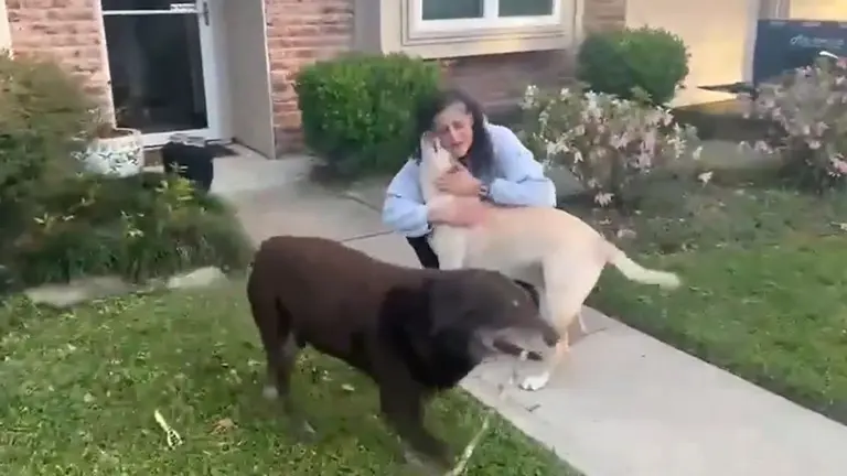 Woman hugging and playing with two dogs