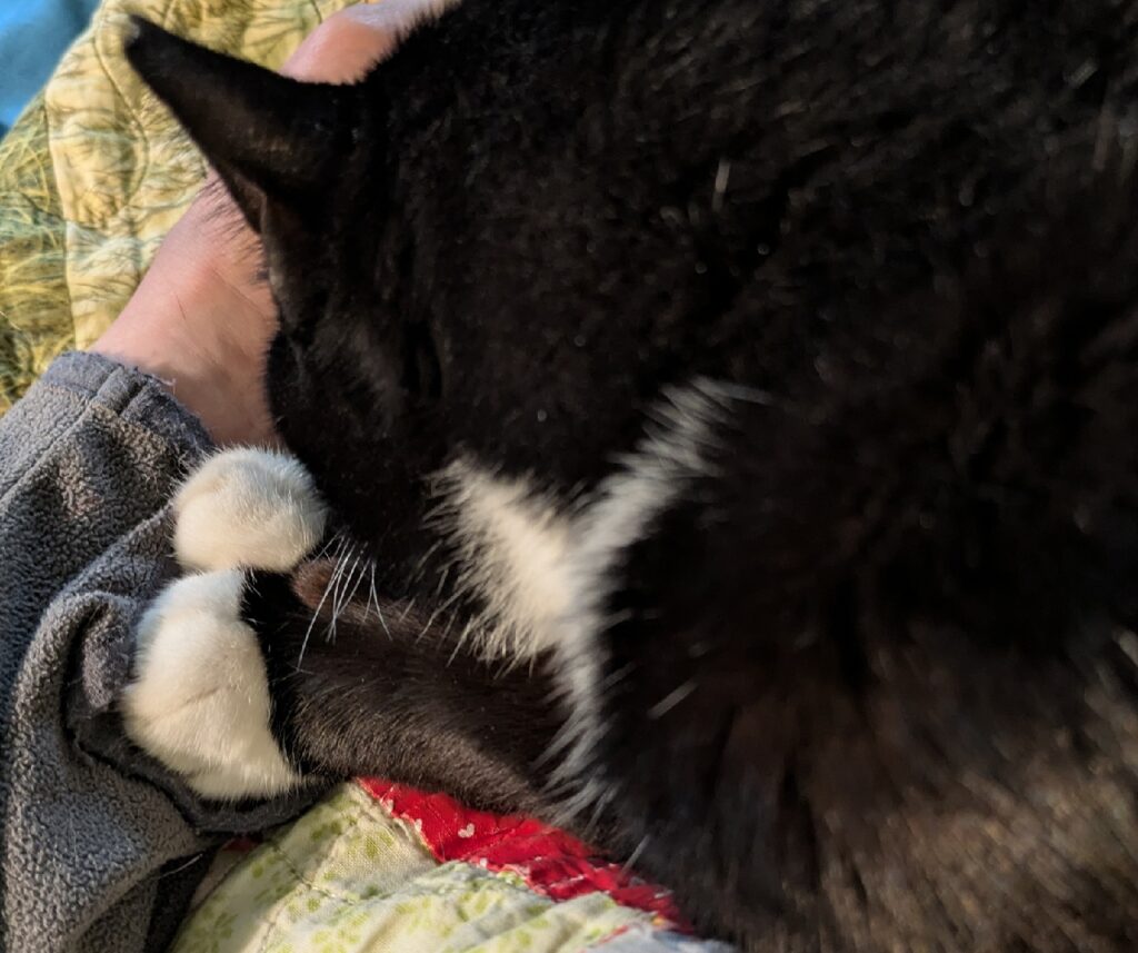 Black cat with white paws lies face down