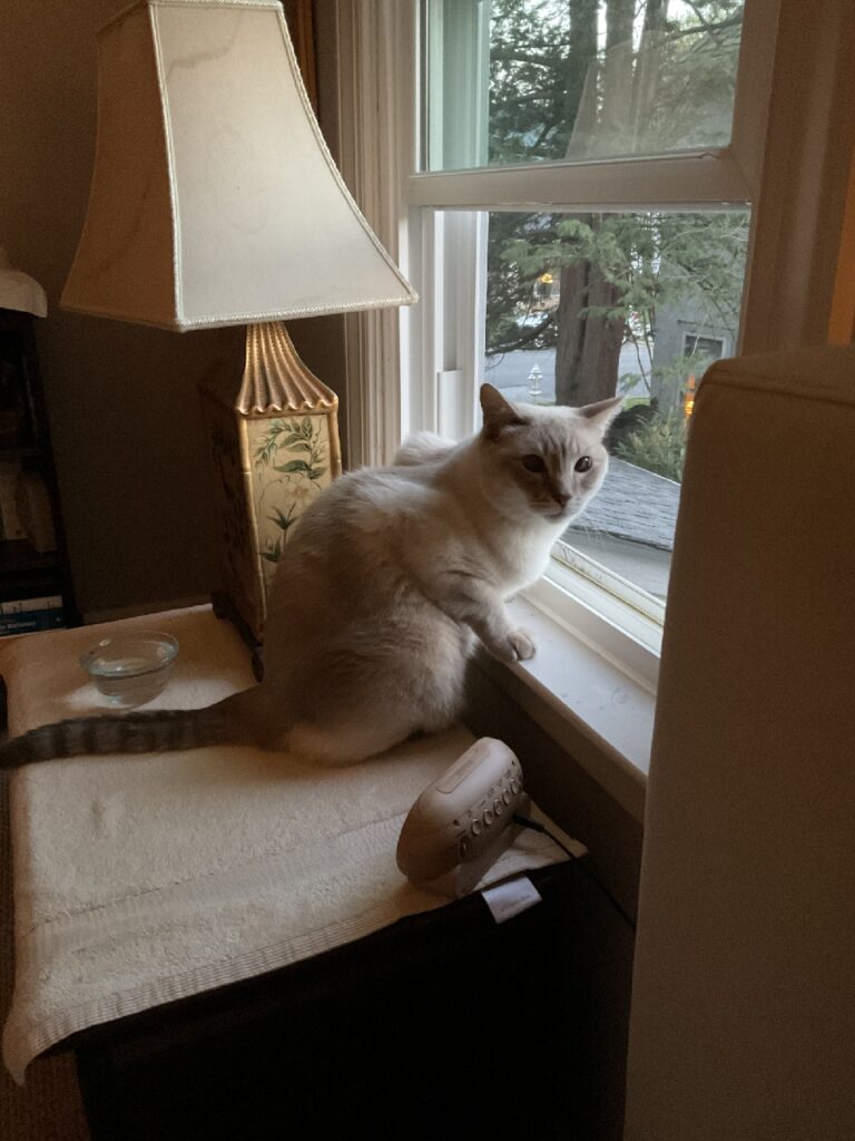 A white cat, sitting on a table next to an open window, stares off into the yard outside.