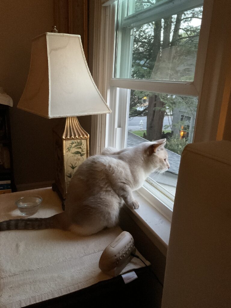 A white cat, sitting on a table next to an open window, stares off into the yard outside.