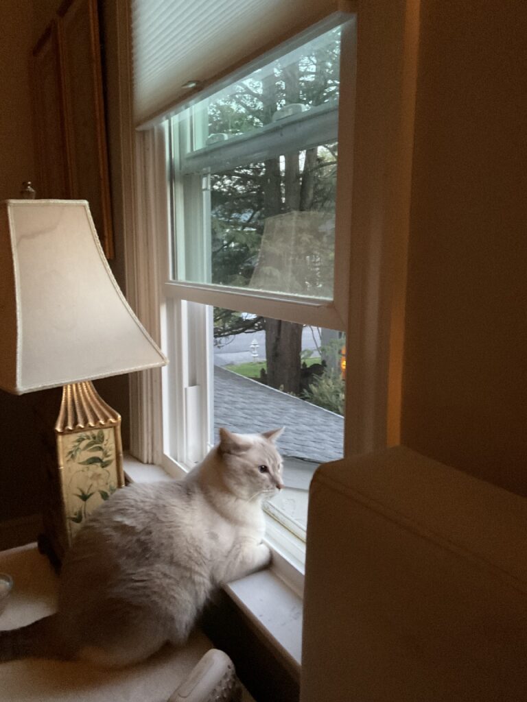 A white cat, sitting on a table next to an open window, stares off into the yard outside.