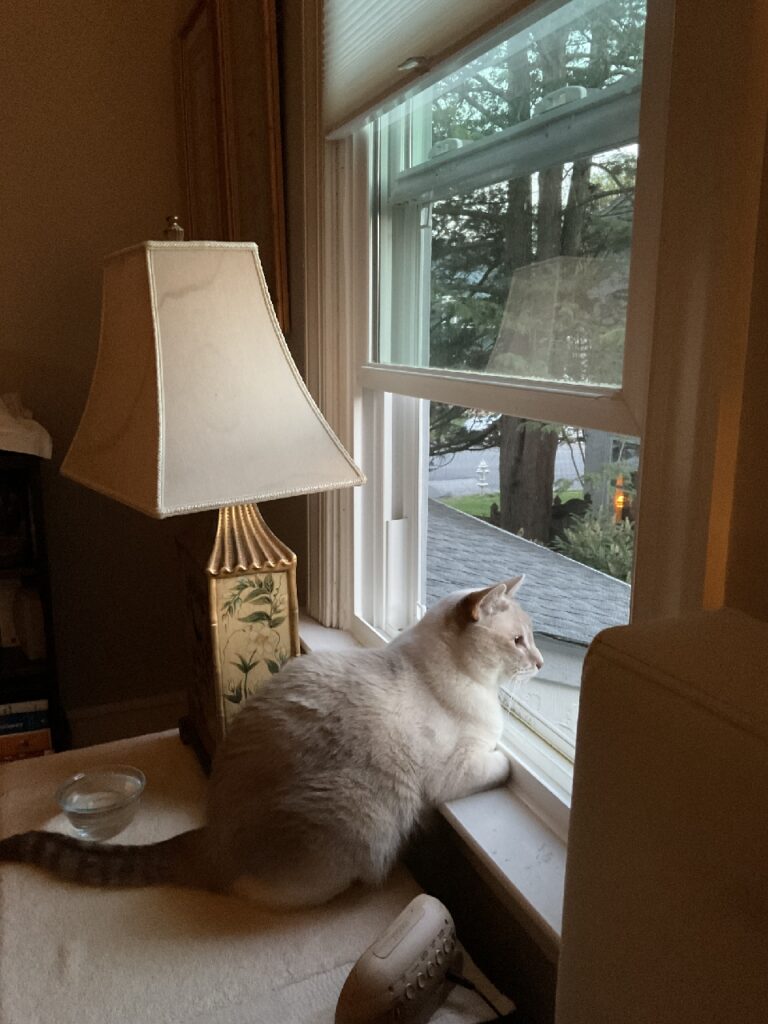 A white cat, sitting on a table next to an open window, stares off into the yard outside.
