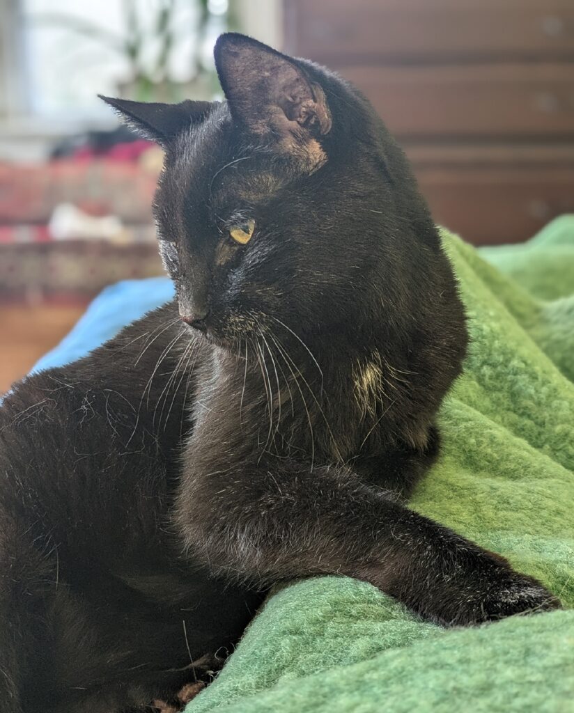 Cat with completely black fur looks demurely off to one side