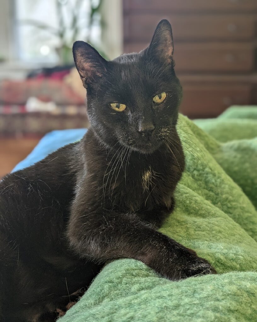 Cat with completely black fur looks at you with one paw extended