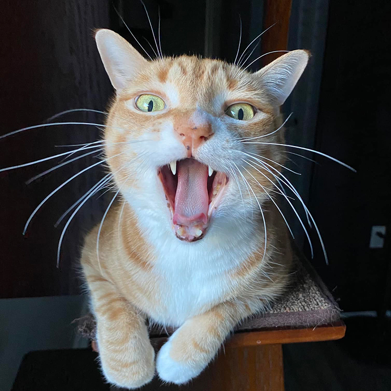 Photograph of cat with its mouth wide open