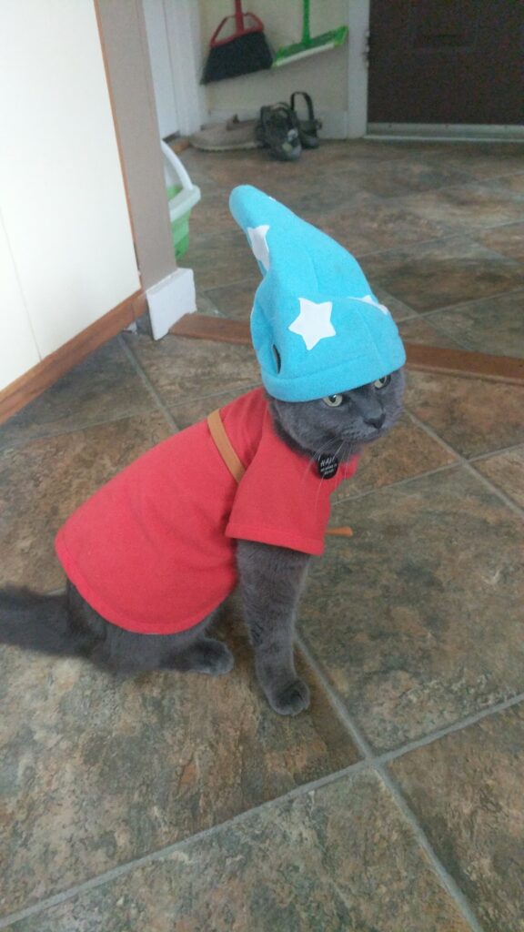 Gray cat wears a red short sleeve shirt and a blue pointed hat with white stars