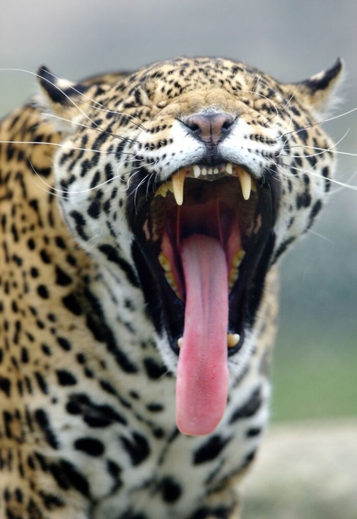 Close up of leopard yawning, displaying a very long tongue