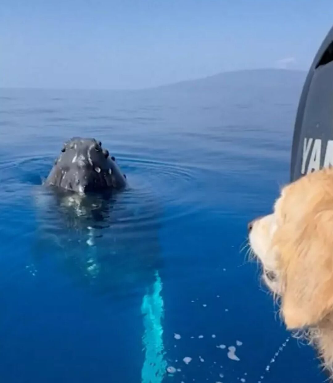 Golden retriever dog looks at a whale poking its face out of the water