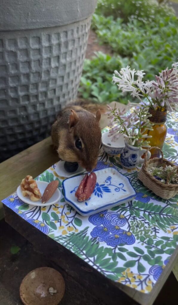 Chipmunk eats nuts from tiny China plates on an outdoor table
