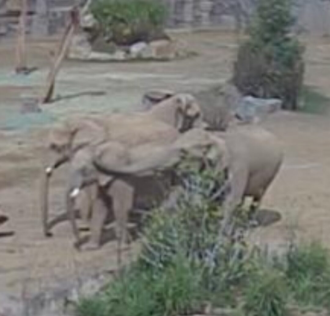 Elephants grouping in a circle during an earthquake
