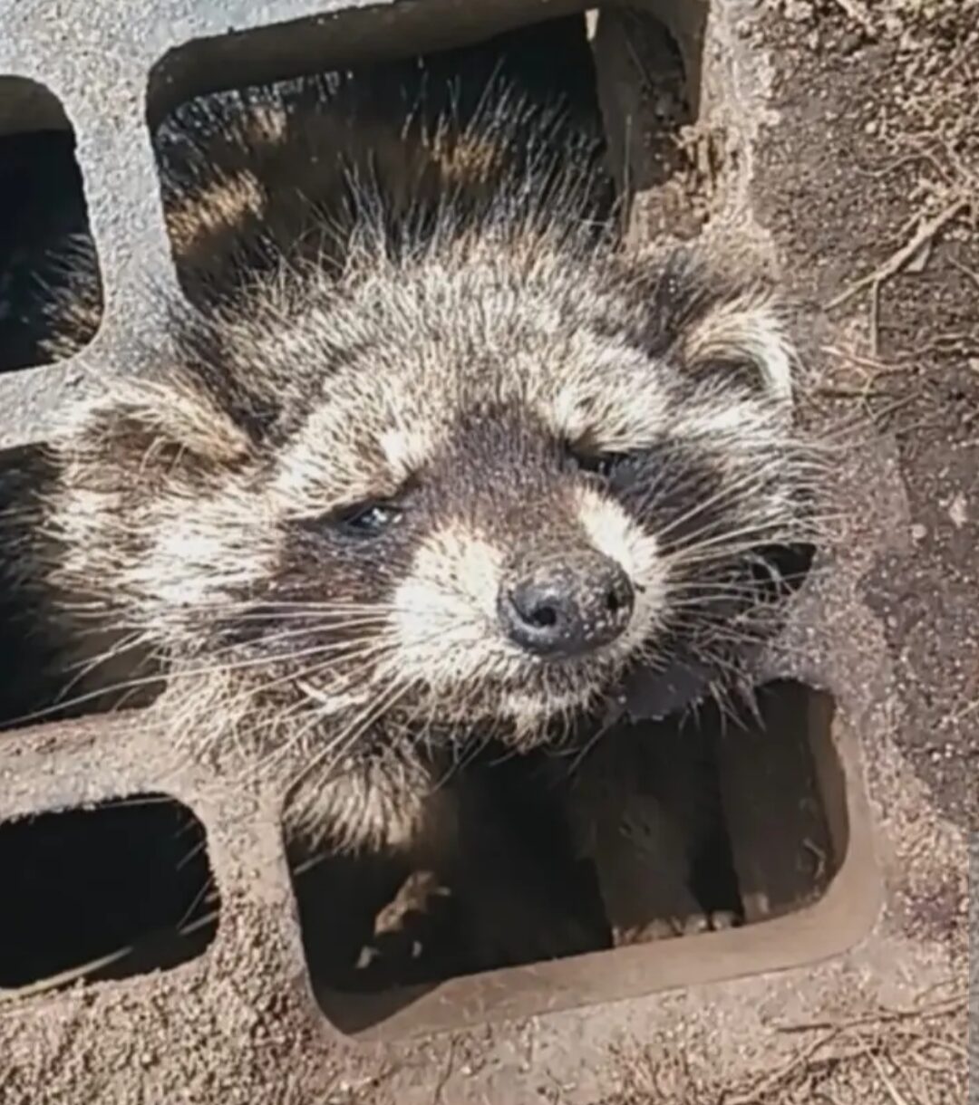 Close up of a raccoon with its face stuck in a metal grate